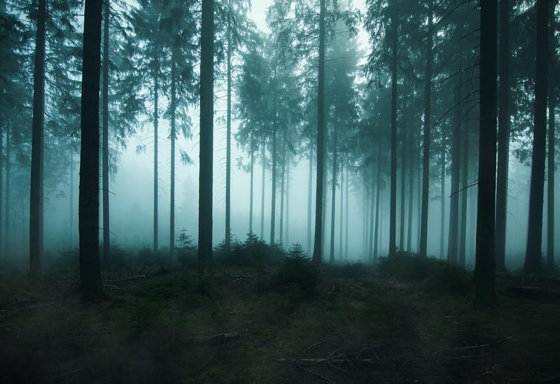 Enchanted Trees