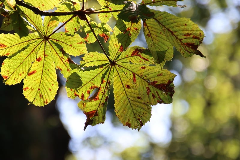 Seasonal Accents