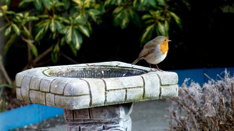 Water Feature