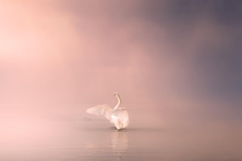 Mystical Flora
