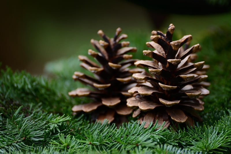 Winter Pine Cones