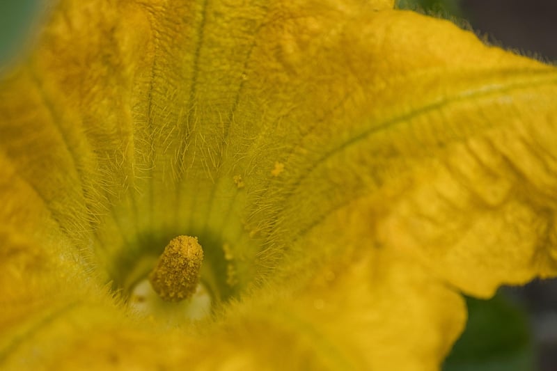 Autumn Pumpkins