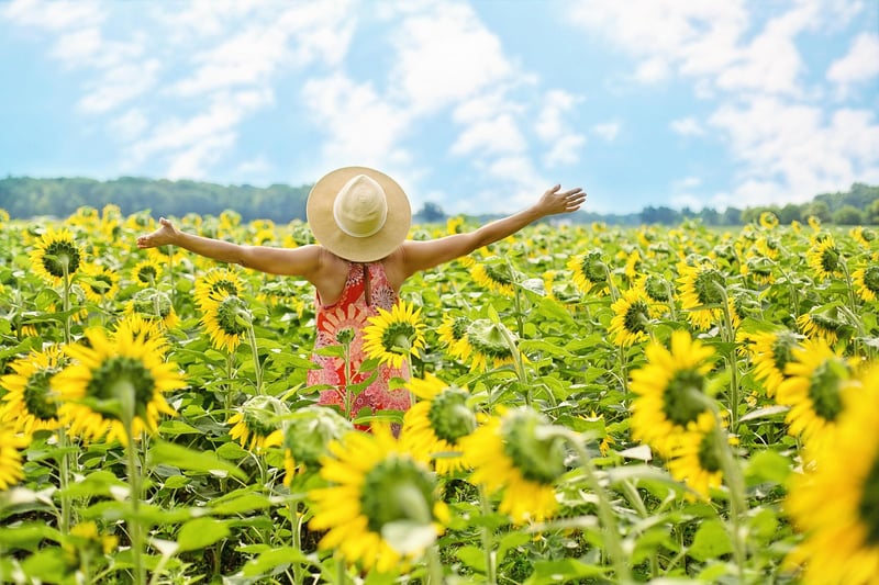 Summer Sunflowers
