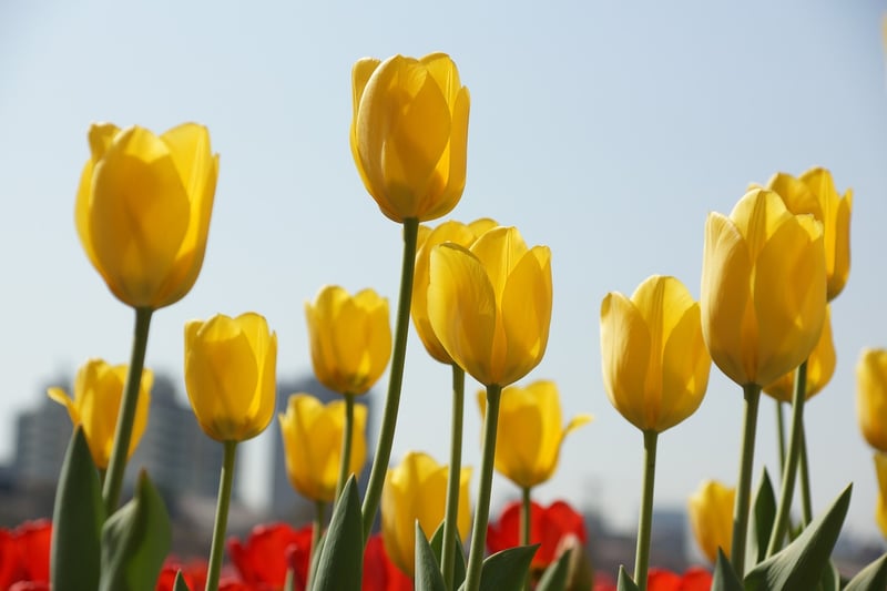 Spring Tulips